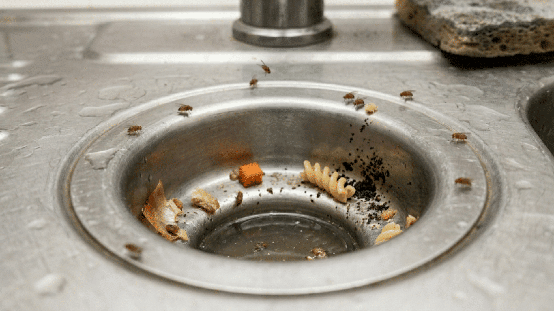 fruit flies hovering around food scraps in a kitchen sink drain.