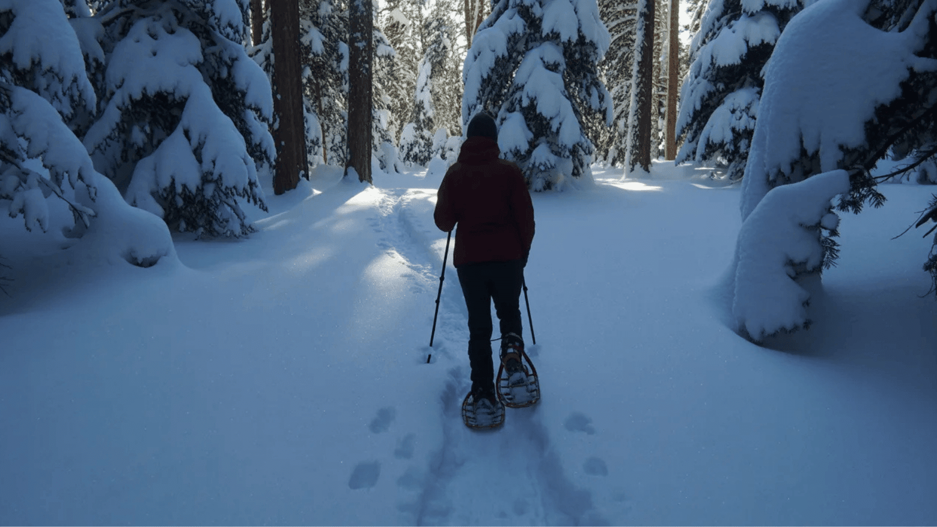 person snowshoeing through a deep, snow-covered forest, tall pine trees laden with snow, bright winter daylight, a calm, peaceful atmosphere