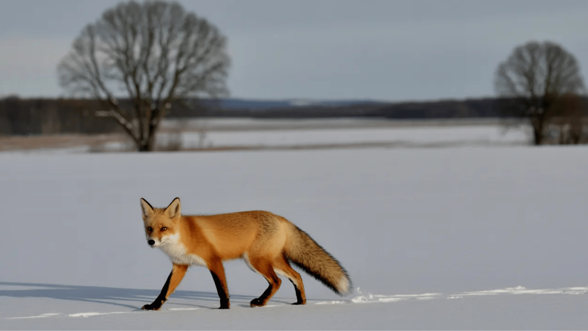 red fox walking through a snowy open field, visible against the white landscape, bare winter trees in the background