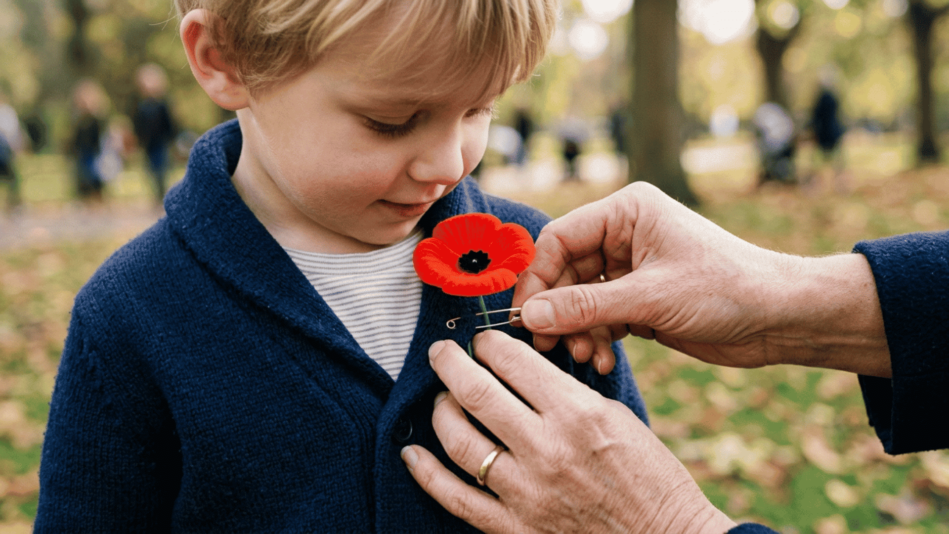 a close up of a red poppy being pinned to a child's shirt on memorial day by an adult