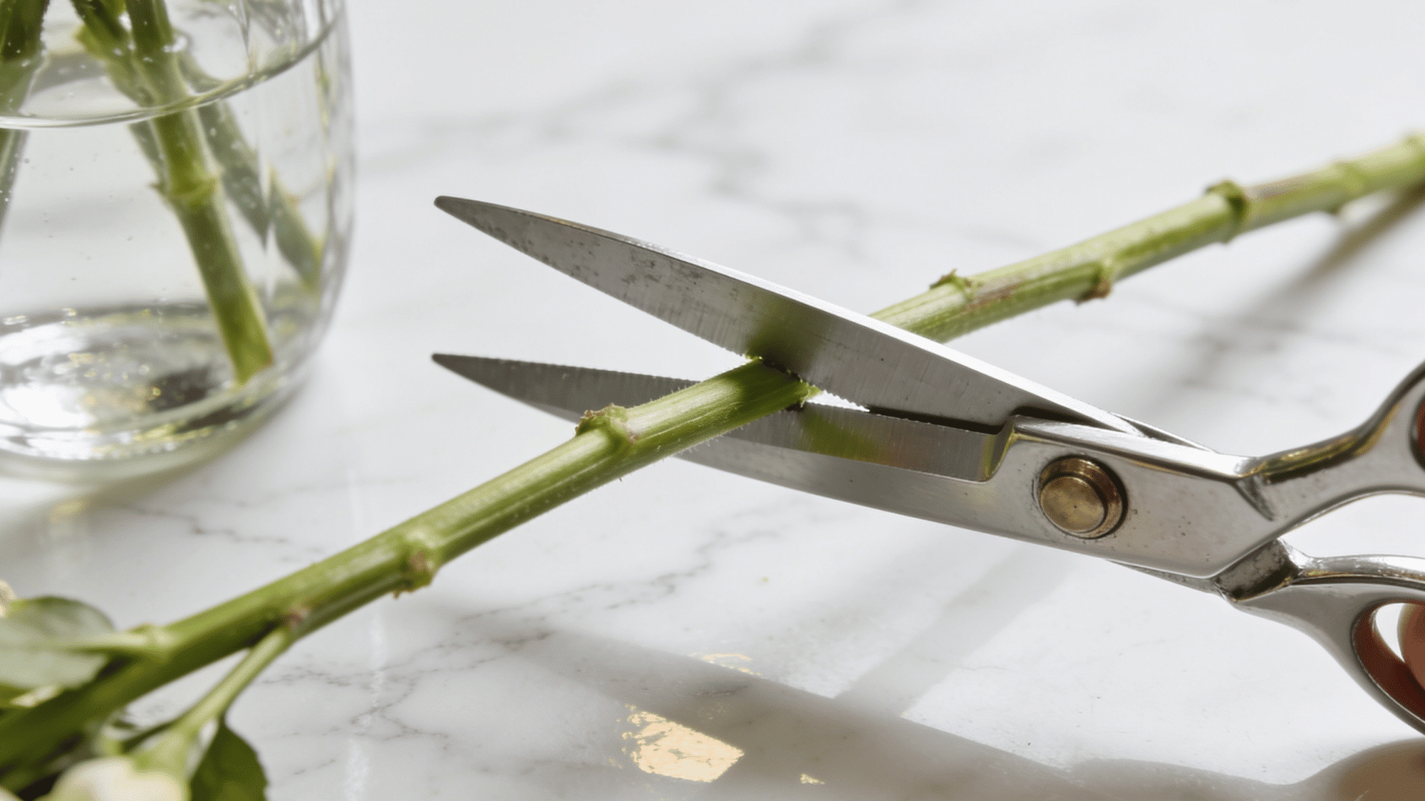 fresh flower stems being trimmed at an angle with scissors before placing in a diy flower food solution