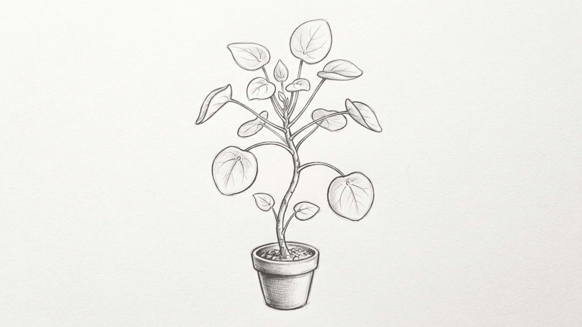 pencil sketch of a house plant in a pot with leaves of varying sizes and soft shading