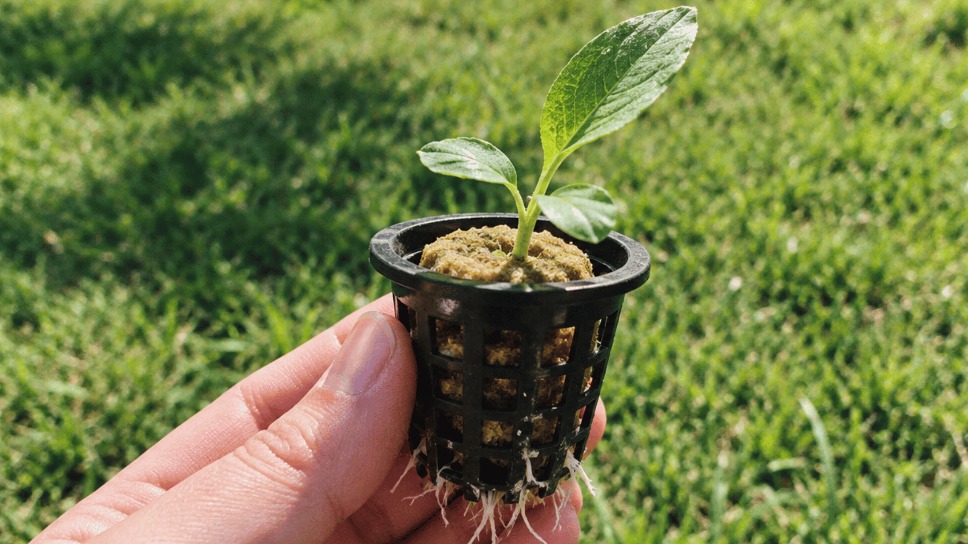 close-up of a hand holding a small hydroponic net pot with a young green seedling and visible roots over a sunny lawn.