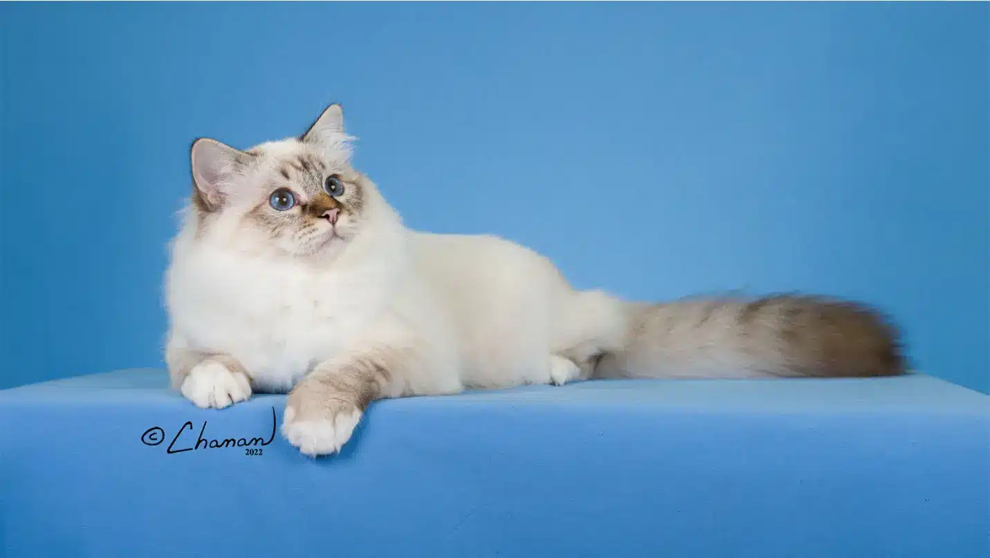 Fluffy white and gray cat with blue eyes resting on a blue surface