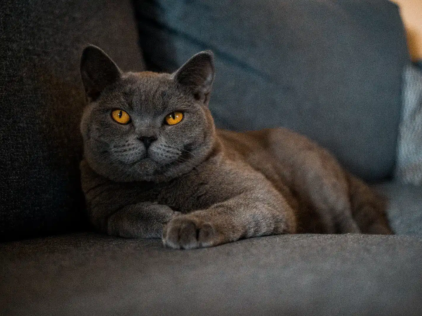 Gray cat with yellow eyes lounging on a dark gray sofa indoors