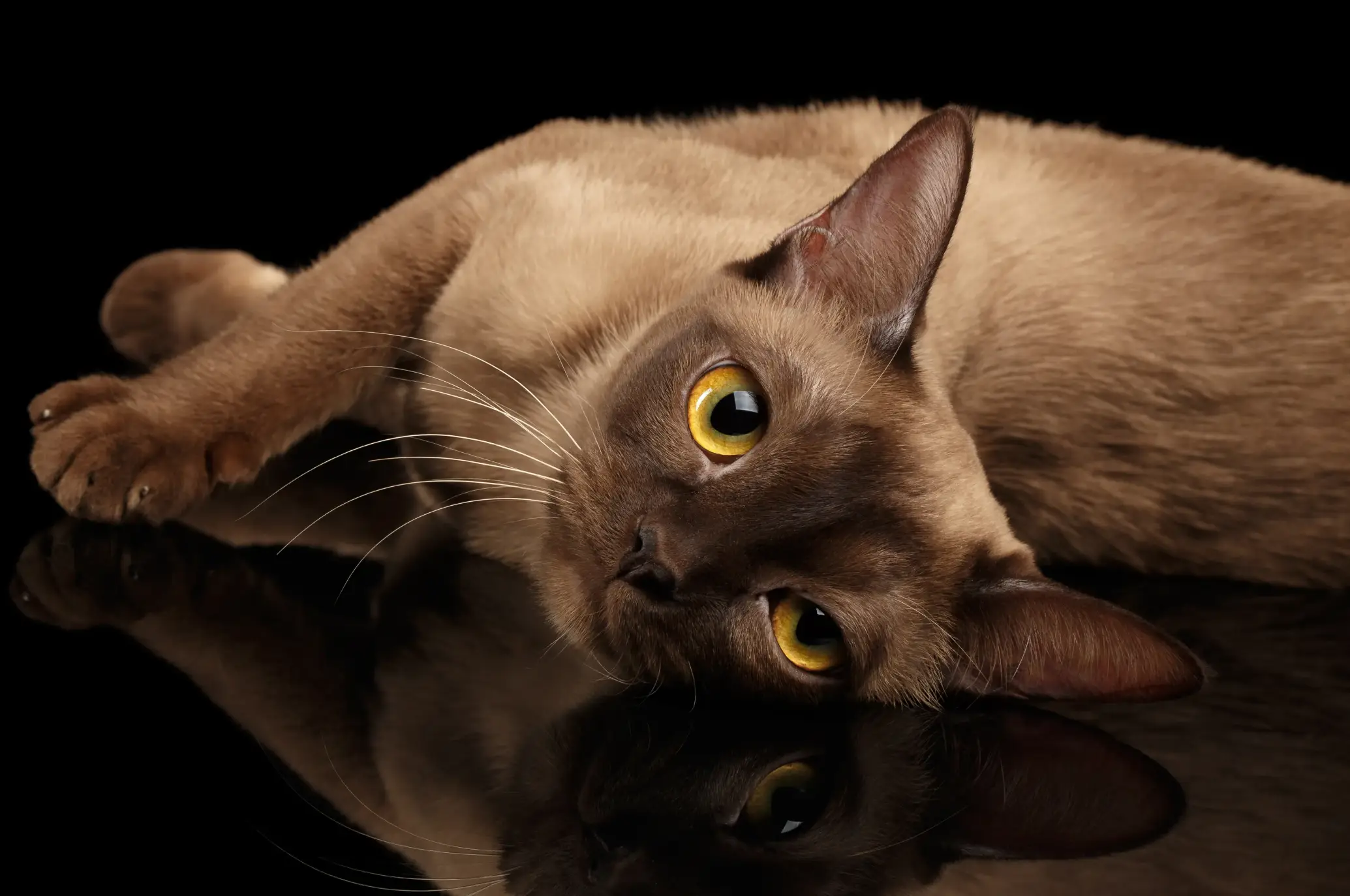 Chocolate-colored cat with bright yellow eyes lying on reflective black surface