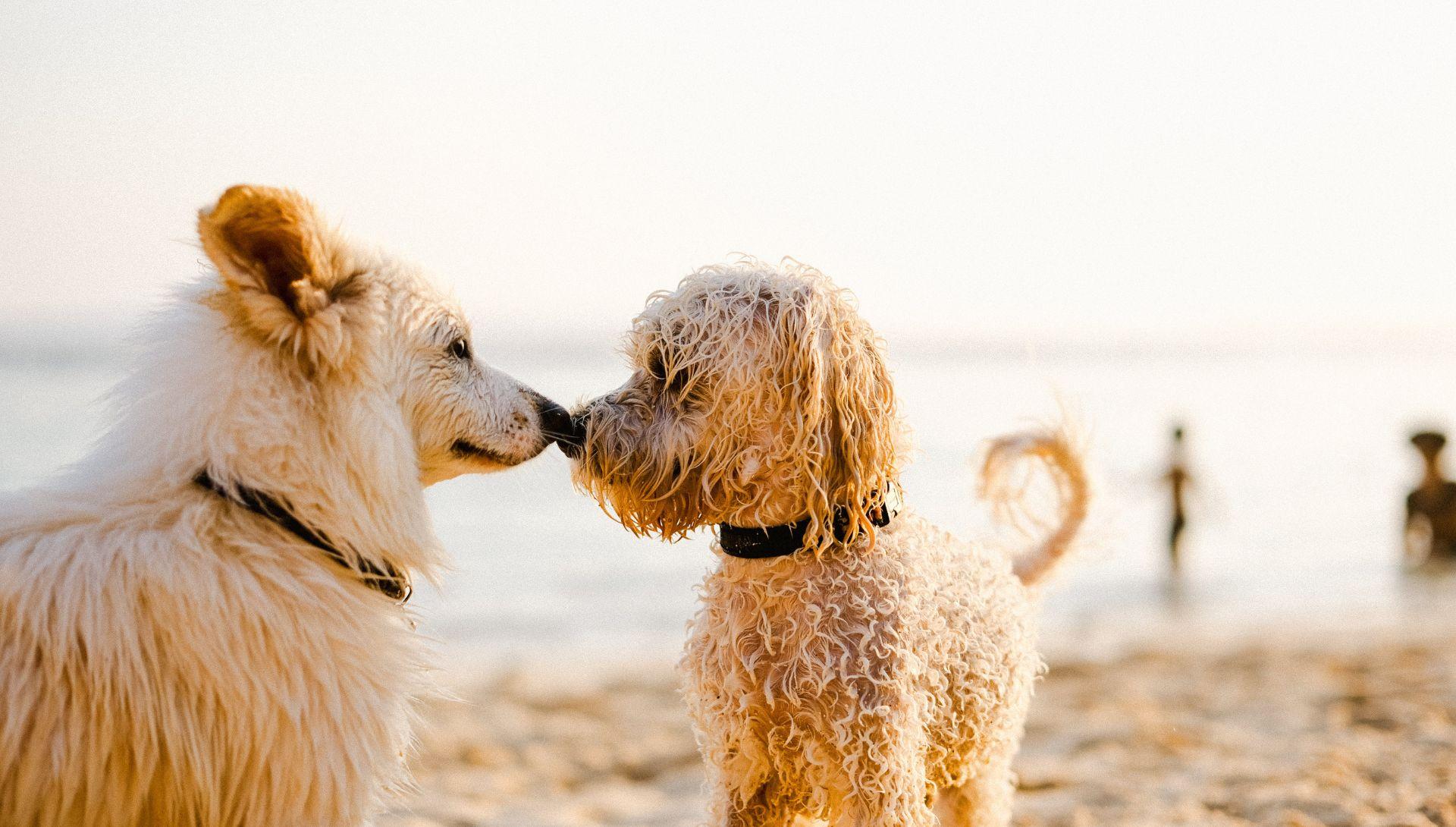 Two dogs touching noses on a sandy beach during sunset with people in the background