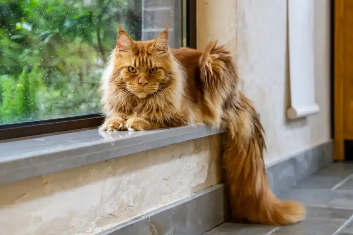 Fluffy orange cat resting on windowsill overlooking a garden scene
