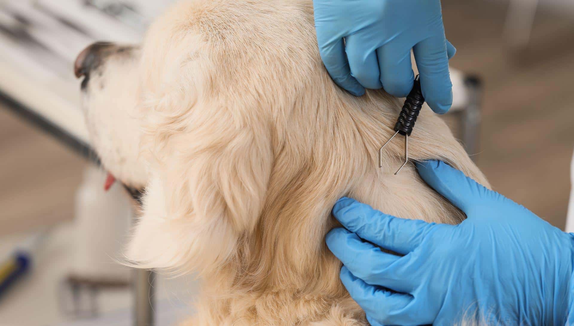 Gloved hands removing tick from dog's neck with tool in veterinary setting